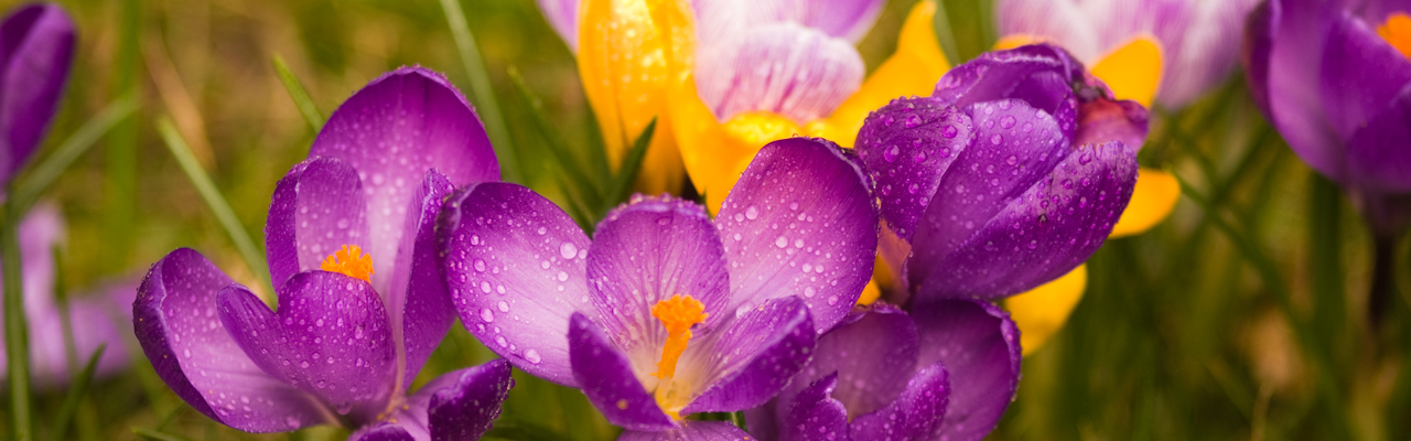 ... und dann die Krokusse als Frühblüher - (c) naturfotografie Günther Koch