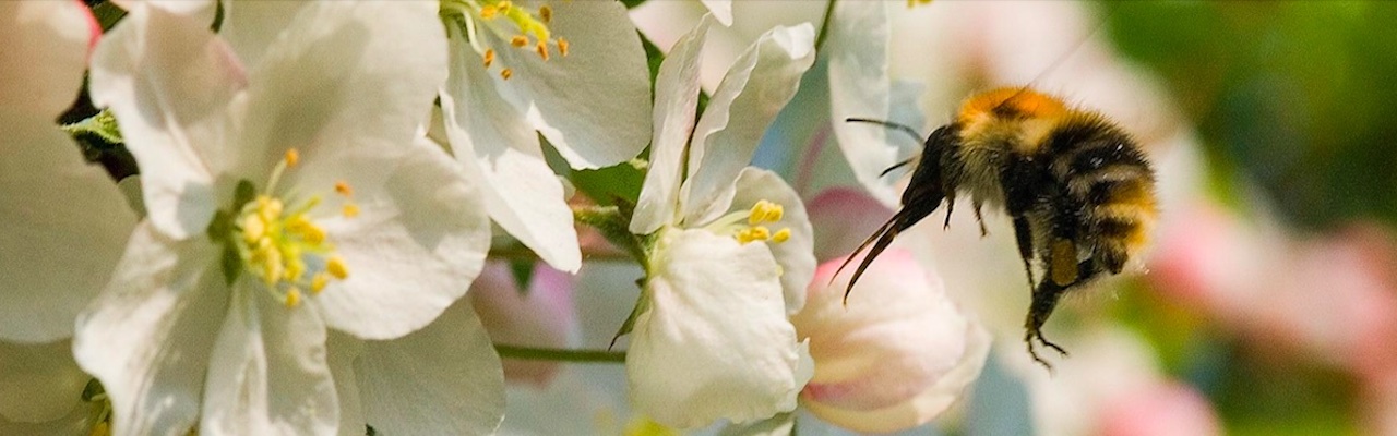 Apfelblüte - (c) naturfotografie Günther Koch