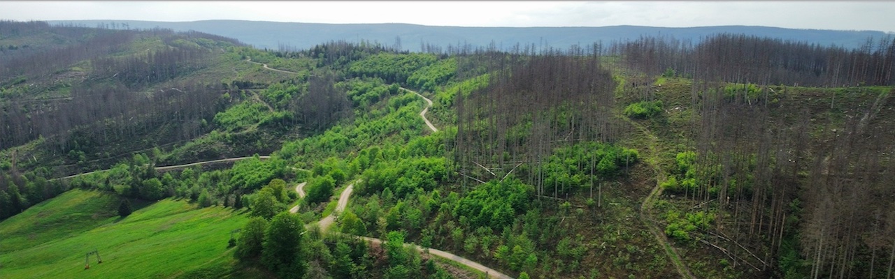 Rote Sohle, Bildmitte: Heidelbeerkopfweg, 05.2023 (c) Andreas Bücher