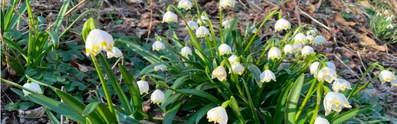 Frühlingserwachen - (c) Indra Zahner